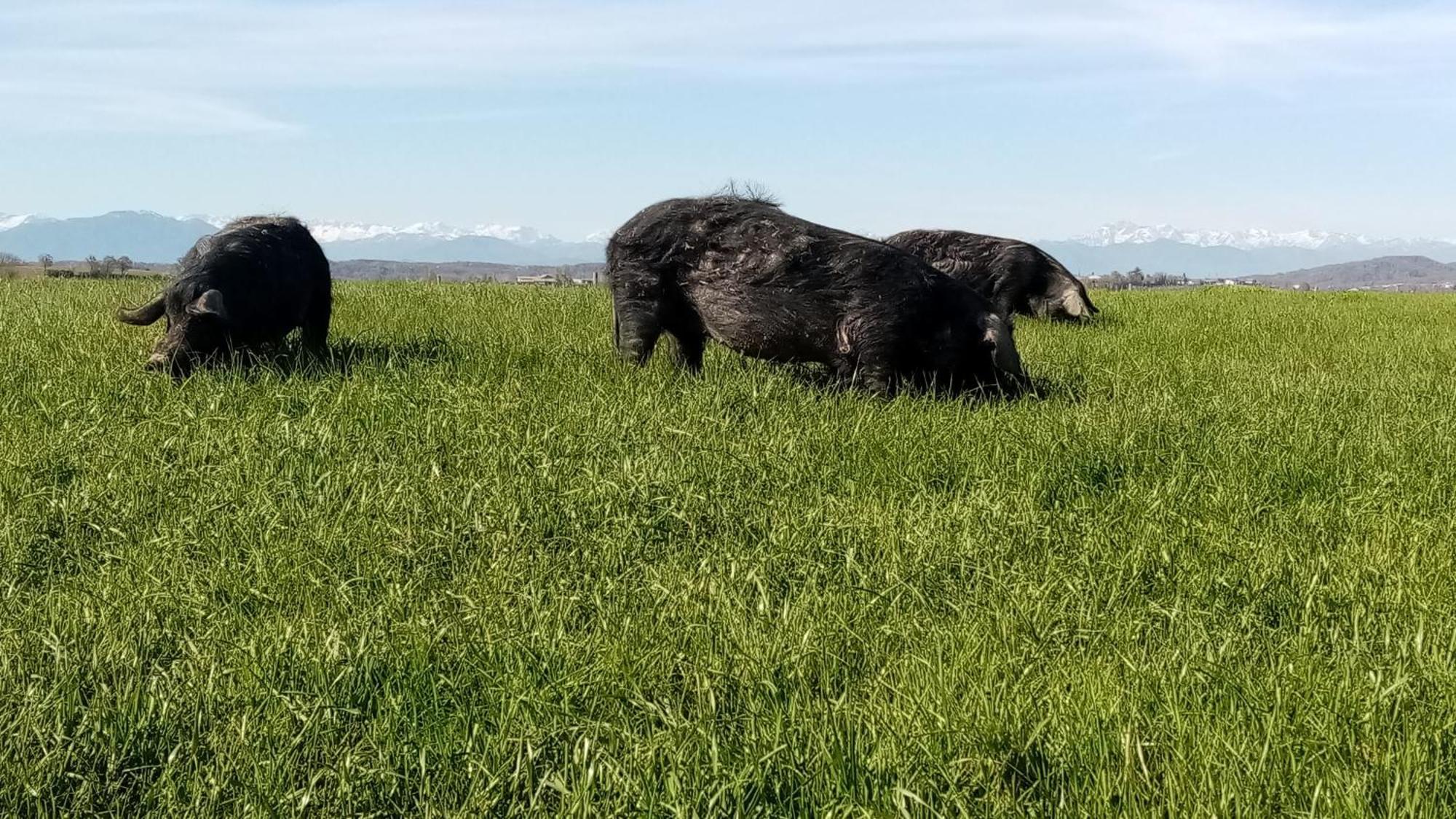 Mobil-home Ferme La Fee Spiruline Aurignac *